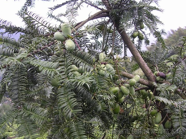 大量出售嫁接香榧苗,2 1/2 2,2 3图片