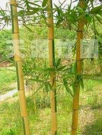 花秆早园竹