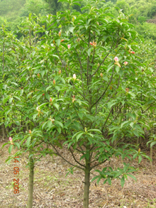 红花继木(灌木,红花木莲基地(乔木,红花紫薇(乔木)