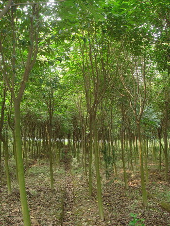 weikeduo20084292417.jpg