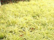 金叶苔草