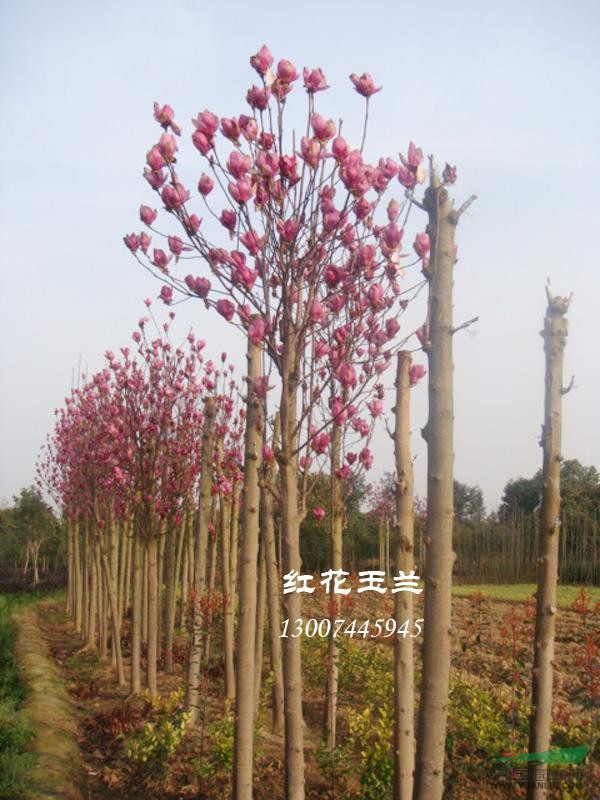 紫花玉兰 湖南紫玉兰 浏阳紫玉兰 紫玉兰照片 紫玉兰价格