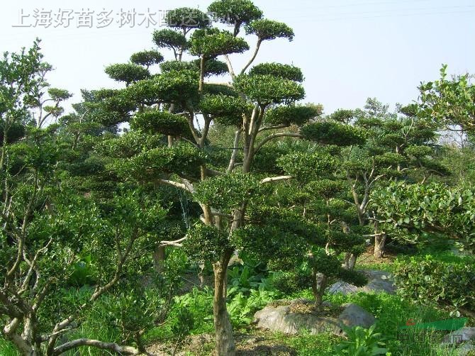 造型黄杨