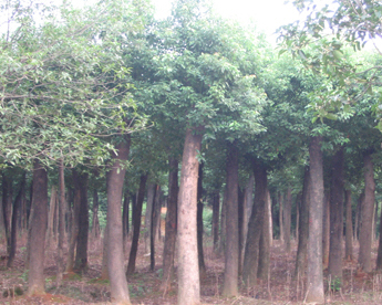 香樟大叶香樟香樟树樟木香樟苗木基地香樟苗圃苗香樟熟苗批发零售