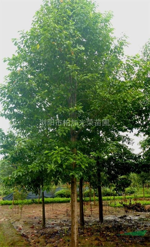 含笑景叶白兰景烈白兰乐昌含笑大树乐昌含笑籽播苗乐昌含笑全冠苗