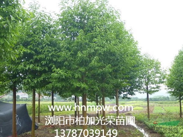 含笑景叶白兰景烈白兰乐昌含笑大树乐昌含笑籽播苗乐昌含笑全冠苗做好的图片甲鱼图片