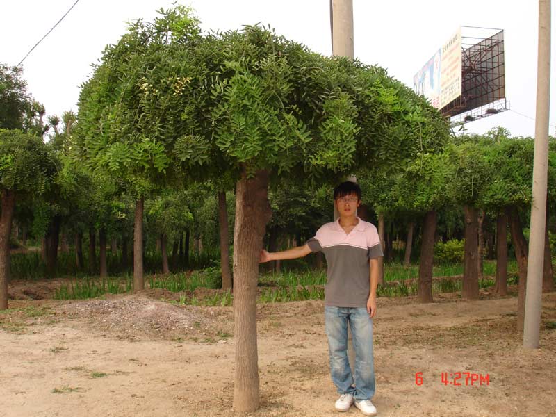 龙爪槐基地_种植厂家_产地报价单_宿迁花之仙苗木园艺场