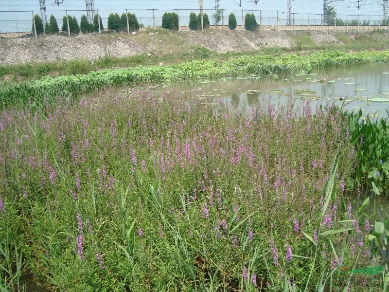 千屈菜,再力花,梭鱼草,香姑草
