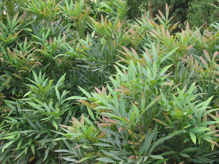 十大功劳叶_十大功劳_枸骨图片