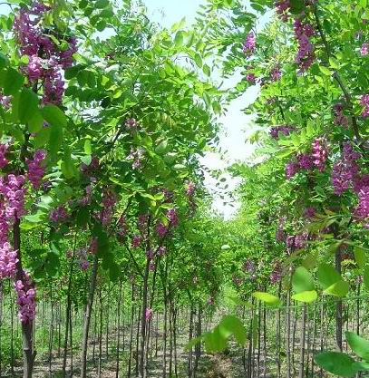 香花槐_香花槐供应_河南潢川苗木花卉批发中心_中国园林网