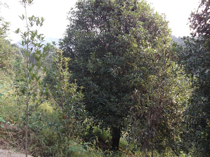 野生桂花树图片