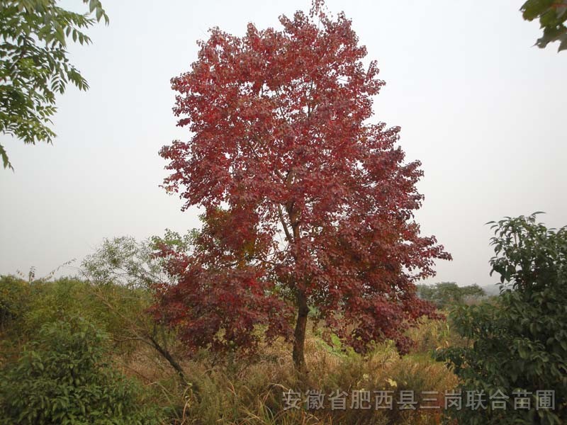 乌桕_安徽省肥西县三岗联合苗圃_园林网