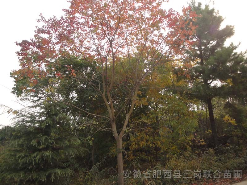 乌桕_安徽省肥西县三岗联合苗圃_园林网
