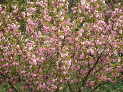 红玉兰,红花木莲