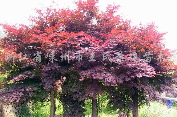 红枫 日本红枫,美国红枫,三季红枫,常年红枫