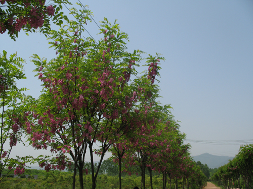 香花槐手绘