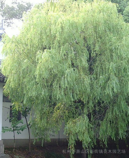 古诗咏杨柳六十三