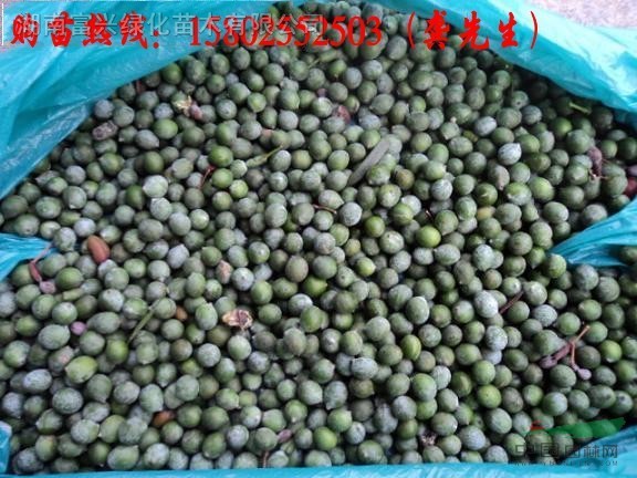 湖南花木,罗汉松果实,罗汉松小苗,造型罗汉松,湖南苗木信息!