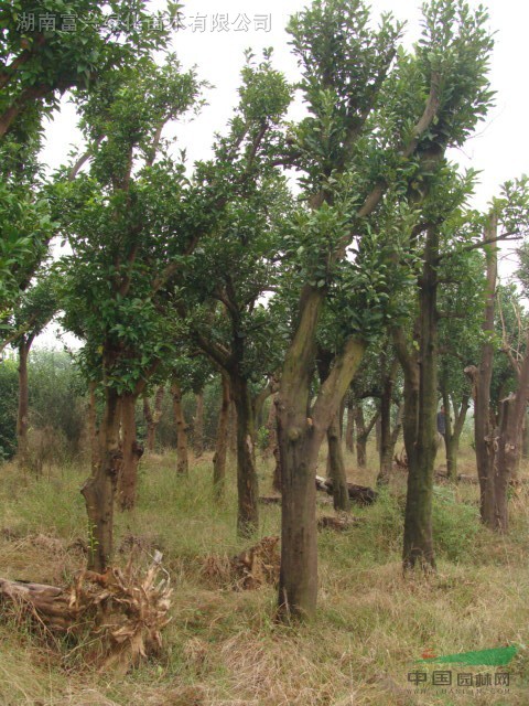 精品全冠香泡香橼,移栽香泡香橼树,骨架香橼树,湖南香泡香橼!