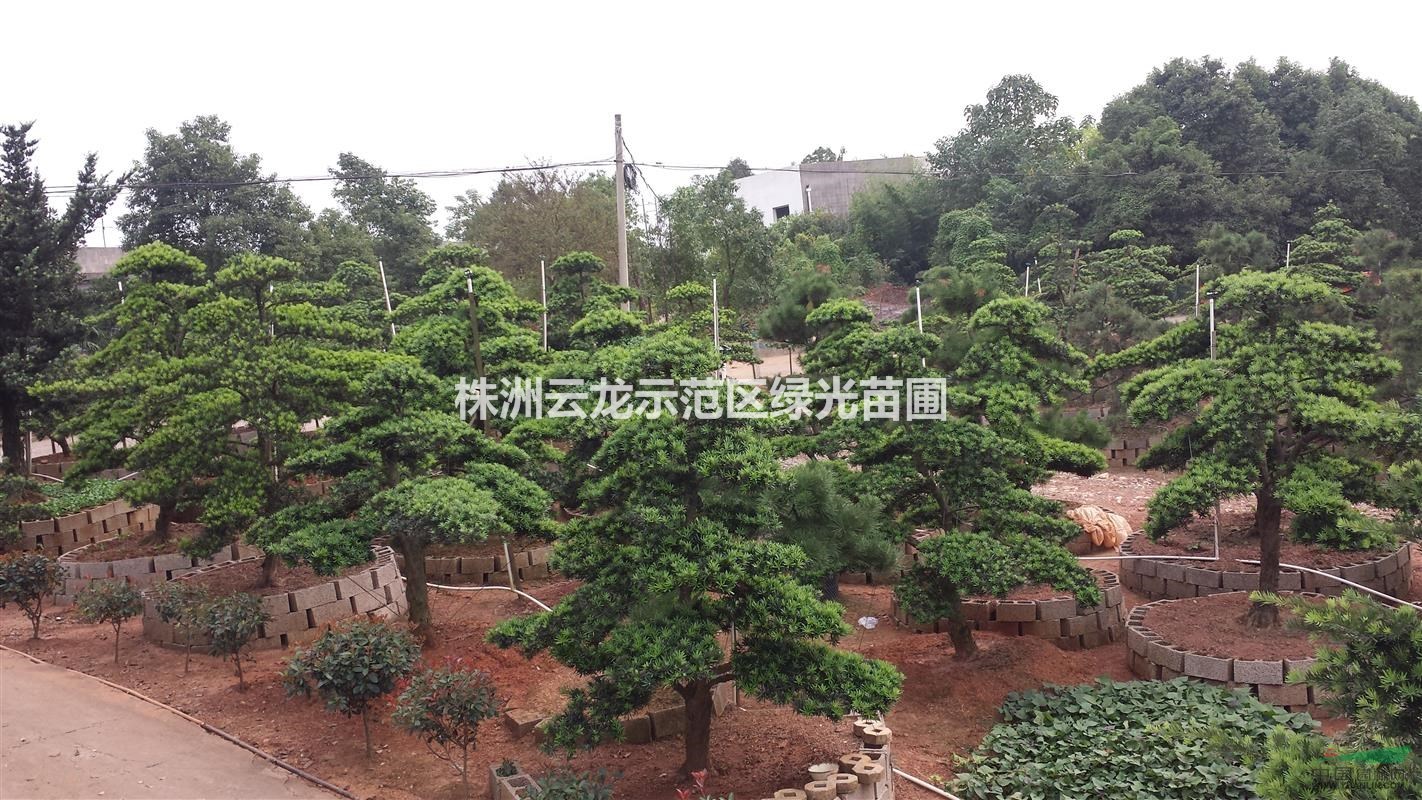 湖南精品造型罗汉松,罗汉松,湖南罗汉松价格,罗汉松批发