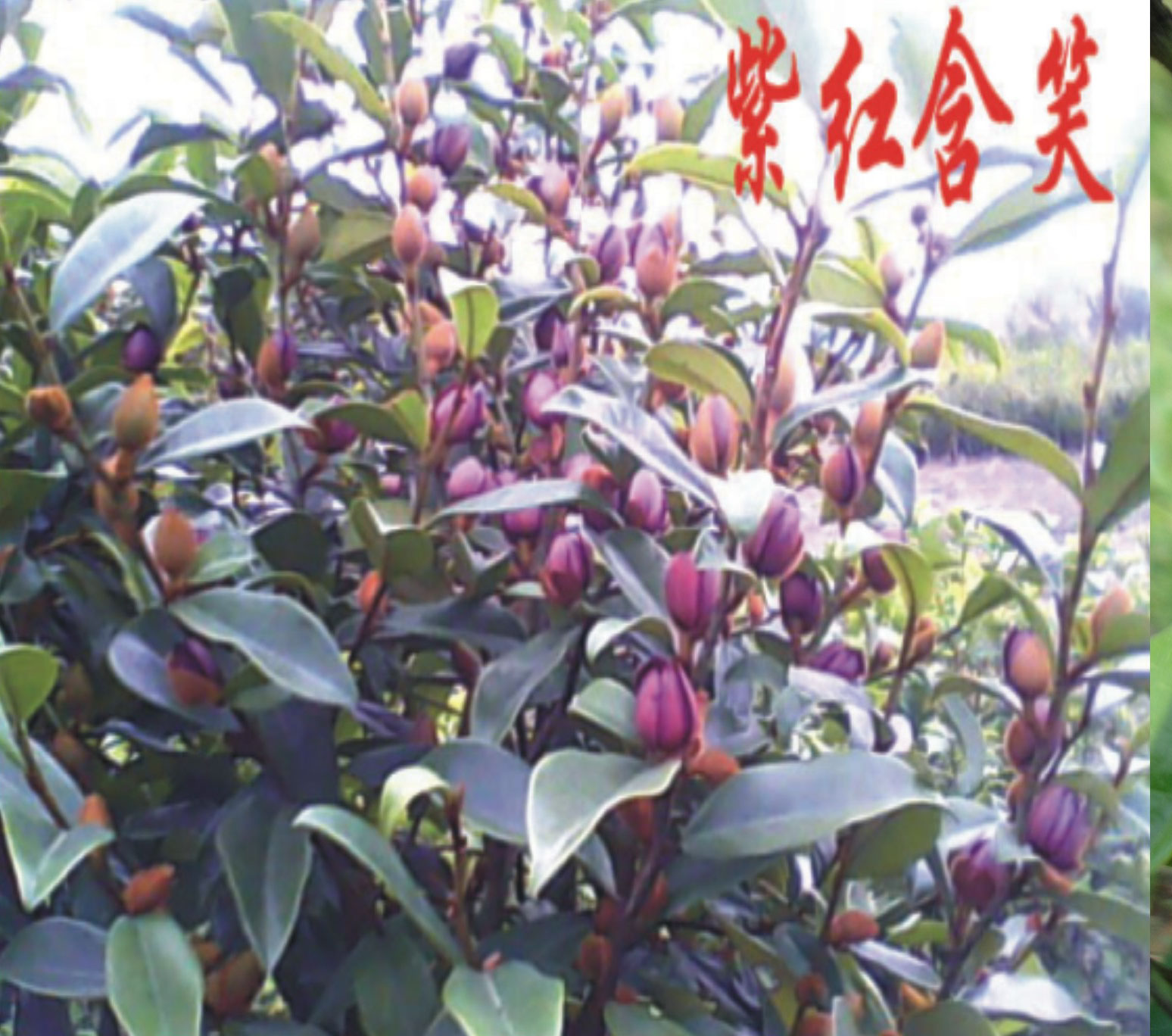 紫花含笑身高宝宝岁一食谱半图片