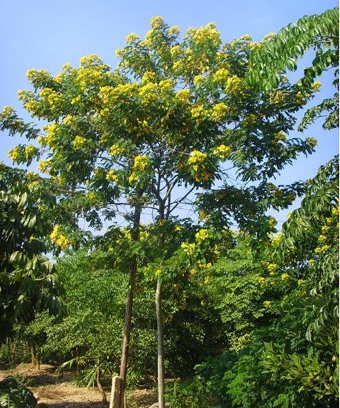 黄花槐