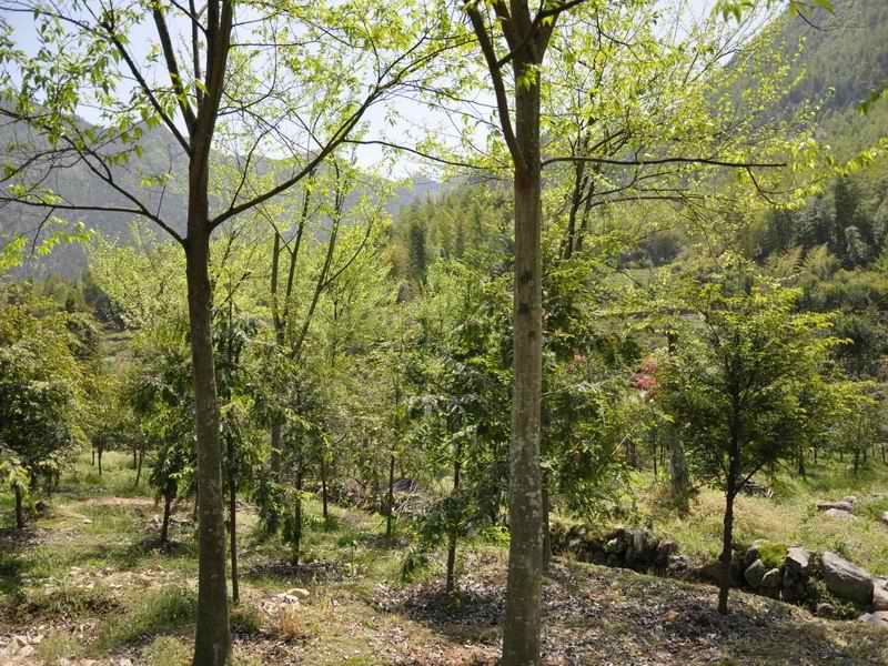 糙叶树