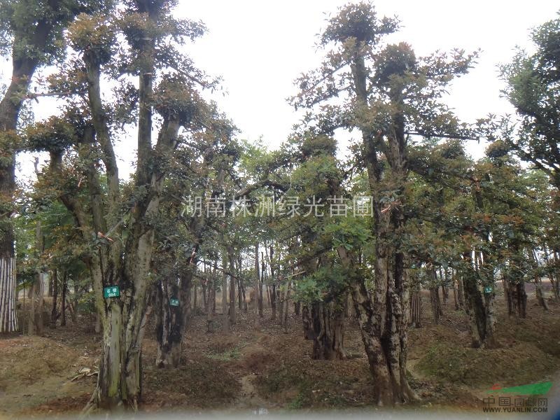 椤木石楠 - 河南苗木花木园林苗圃场