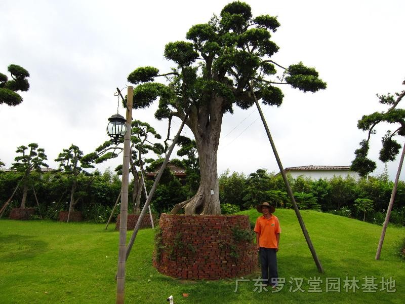 罗汉松大树