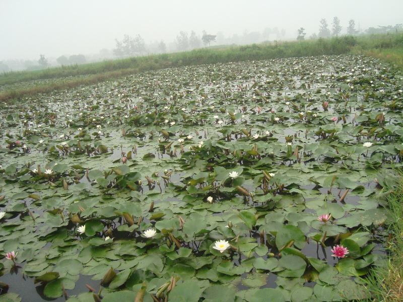 睡莲,荷花