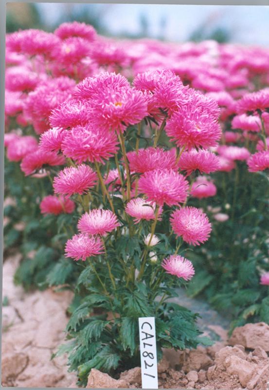 波斯菊(高杆),波斯菊(矮杆),紫茉莉,翠菊(高杆)