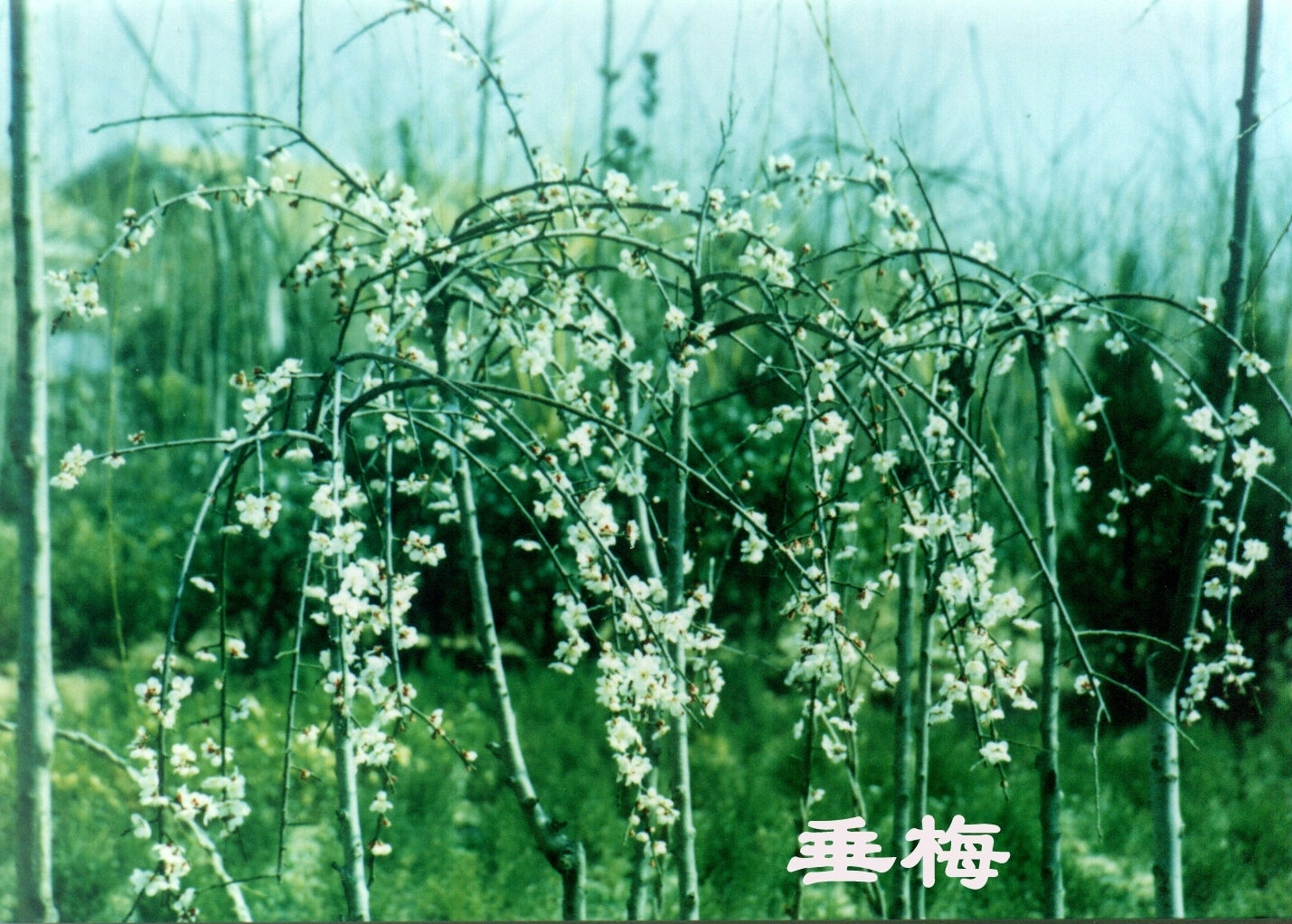 迎夏,十大功劳
