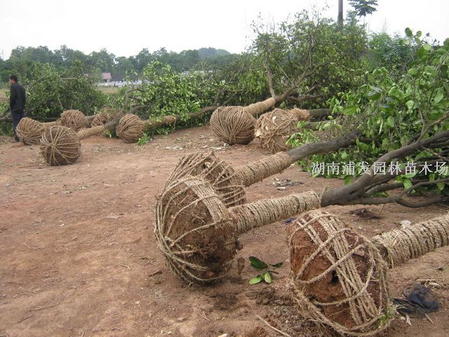 香泡树