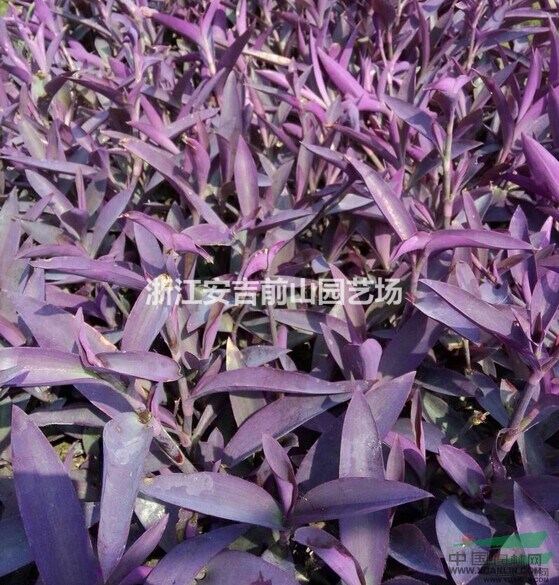 ҶѼŲ