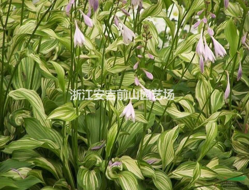 花叶玉簪,青叶玉簪,金边玉簪