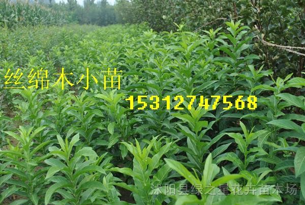 丝绵木图片