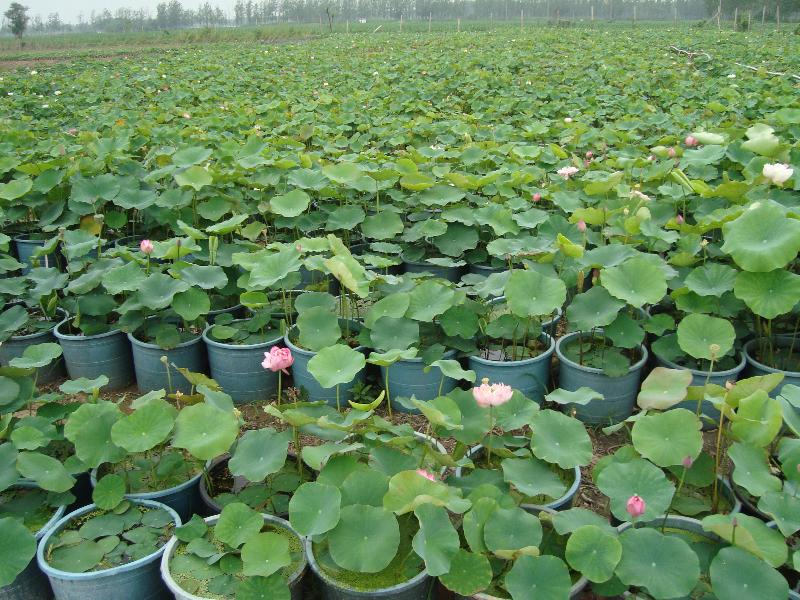 盆栽荷花,睡莲基地_种植厂家_产地报价单_蚌埠韵莲苑