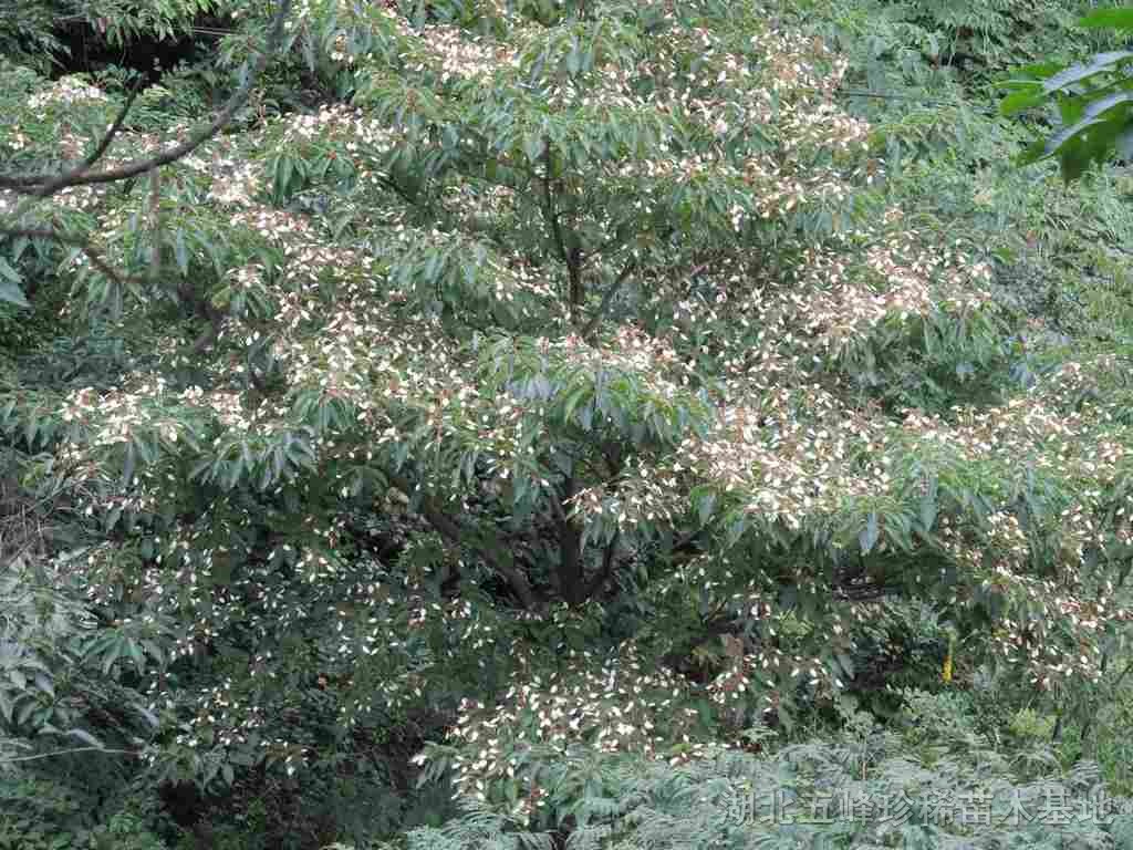 香果树