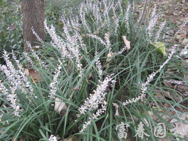 地被植物麦冬,麦冬种子,小叶麦冬,江苏沭阳麦冬