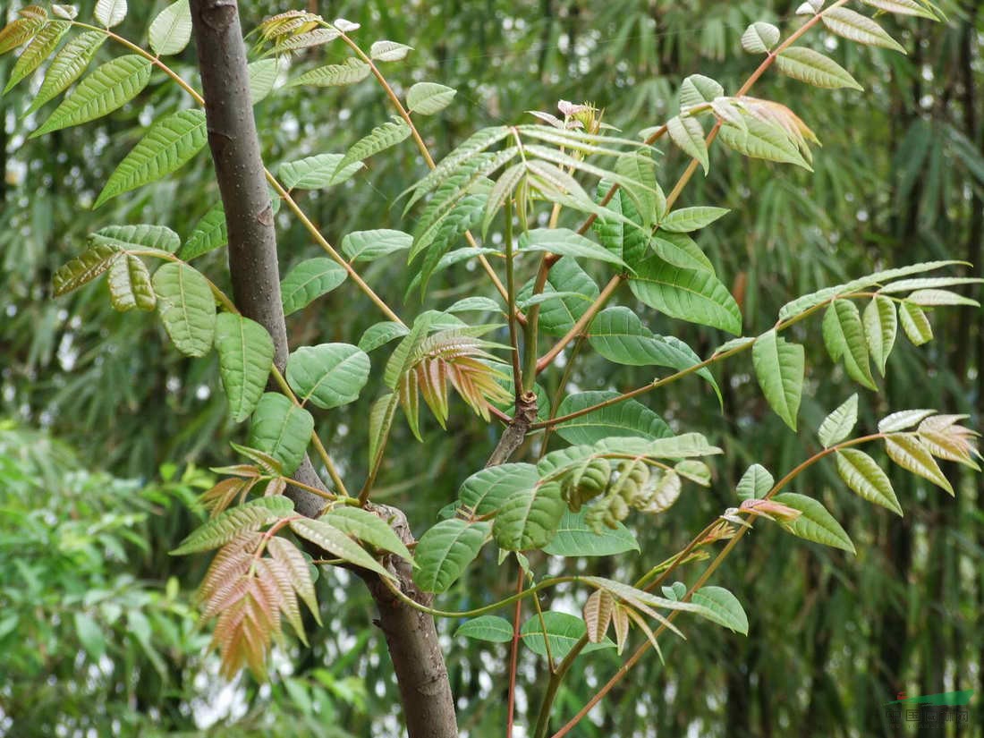 香椿芽的养殖方法和注意事项 _ 香椿芽_香椿芽图片_香椿芽怎么养_香椿芽的养殖方法_香椿芽开花_花卉大全_花百科-养花知识-花百科