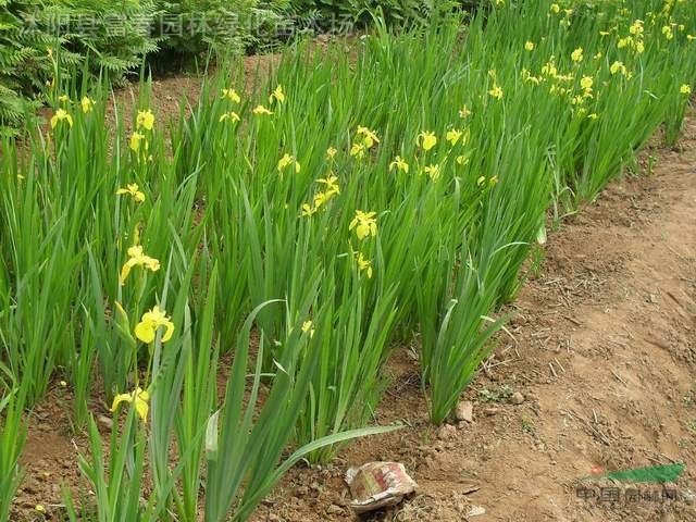 水生植物黄菖蒲,日本花菖蒲,别名:黄花鸢尾,水生鸢尾