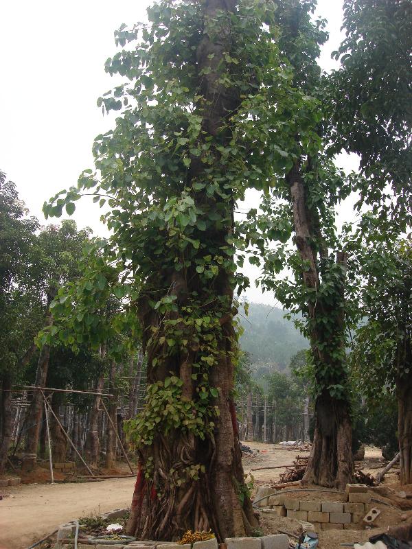 菩提树,大小秋枫基地_种植厂家_产地报价单_广西凭祥