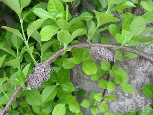 扶芳藤,扶芳藤种苗,小叶扶芳藤,大叶扶芳藤,别名:爬行