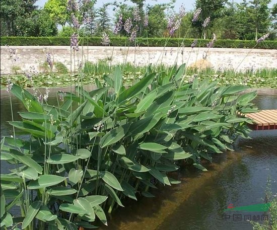 水生植物-再力花,再力花苗,别名水竹芋,水莲蕉,塔利亚