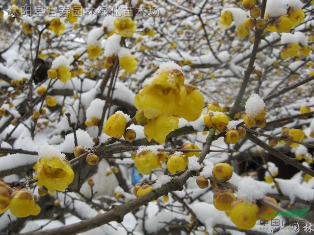 腊梅,腊梅苗,别名:蜡梅,黄梅花,雪里花,蜡木,蜡花,巴豆花