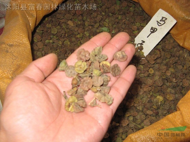 马甲子种子,别名马:甲刺,马甲勒,铁篱笆,雄虎刺,鸟不站刺