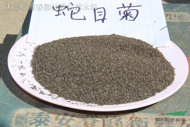 蛇目菊,蛇目菊种子,别称:小波斯菊,金钱菊,江苏蛇目菊