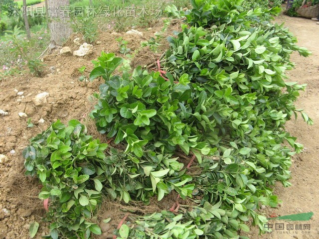 扶芳藤,扶芳藤种苗,小叶扶芳藤,大叶扶芳藤,别名:爬行