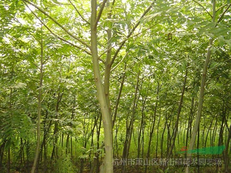 枫杨树价格,河北枫杨树的价格_枫杨树价格,河