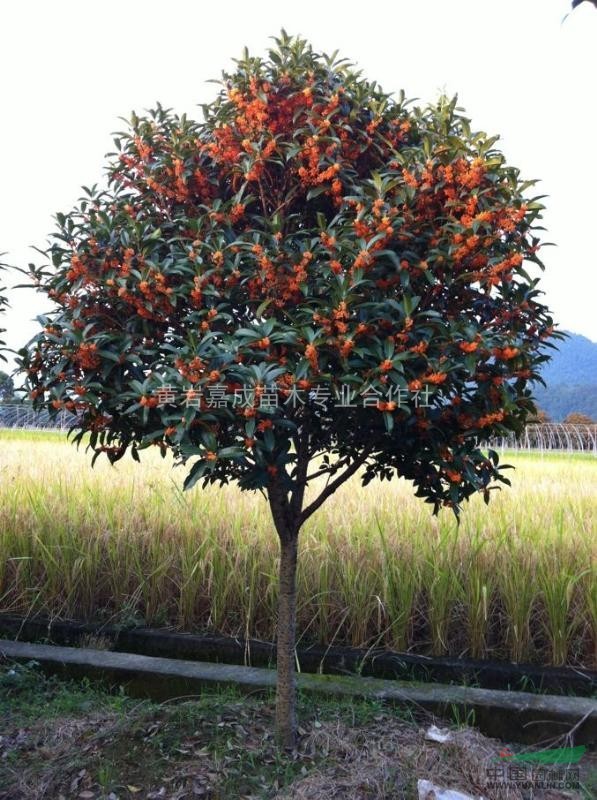 *便宜状元红桂花开花时9供应/浙江*便宜状元红桂花开花时